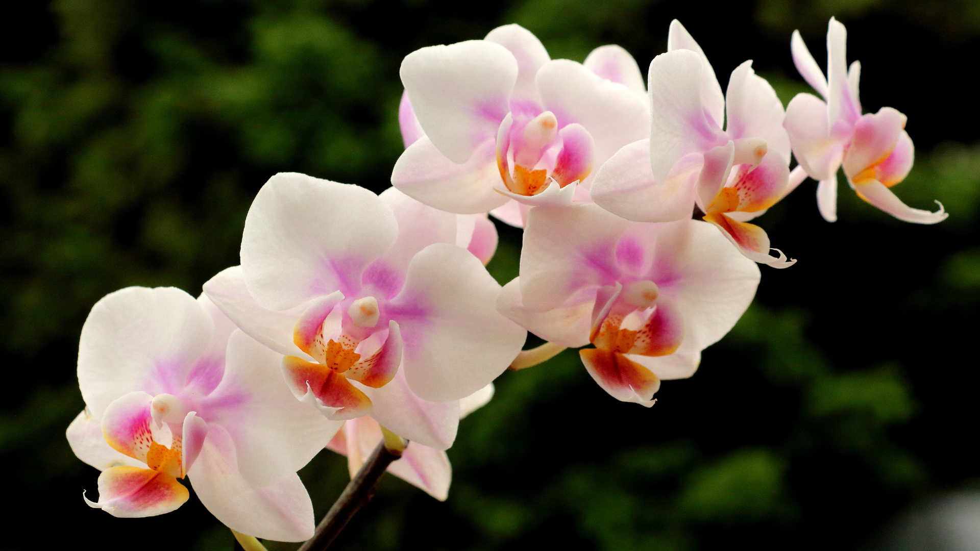 Orchids hold an almost mythical allure—graceful blooms suspended like floating jewels, petals unfolding with an elegance that has captivated plant lovers and romantics for centuries. They embody beauty, mystery, and resilience, flourishing in environments from misty jungles to sunlit windowsills. Yet many hesitate to bring one home, fearing they require an unattainable level of care. The truth? With the right knowledge, orchids can thrive, rewarding you with breathtaking blooms year after year.